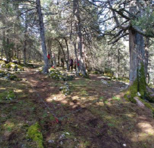 StrategyMedFor Sustainable Forest Management in the Mediterranean Workshop
